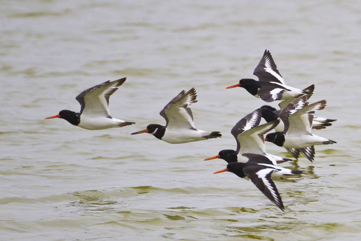 England Invests £90M to Save Species From Extinction - Image 2