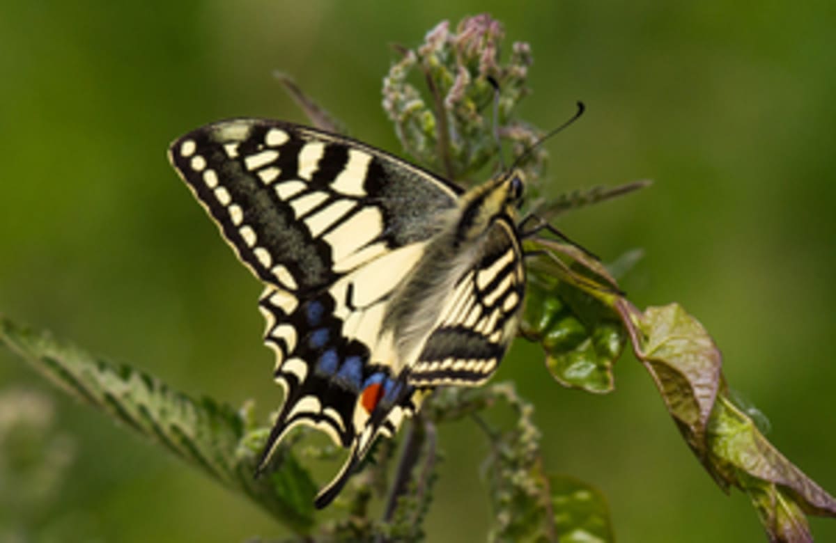 England Invests £60M to Save 350+ Endangered Species - Image 3