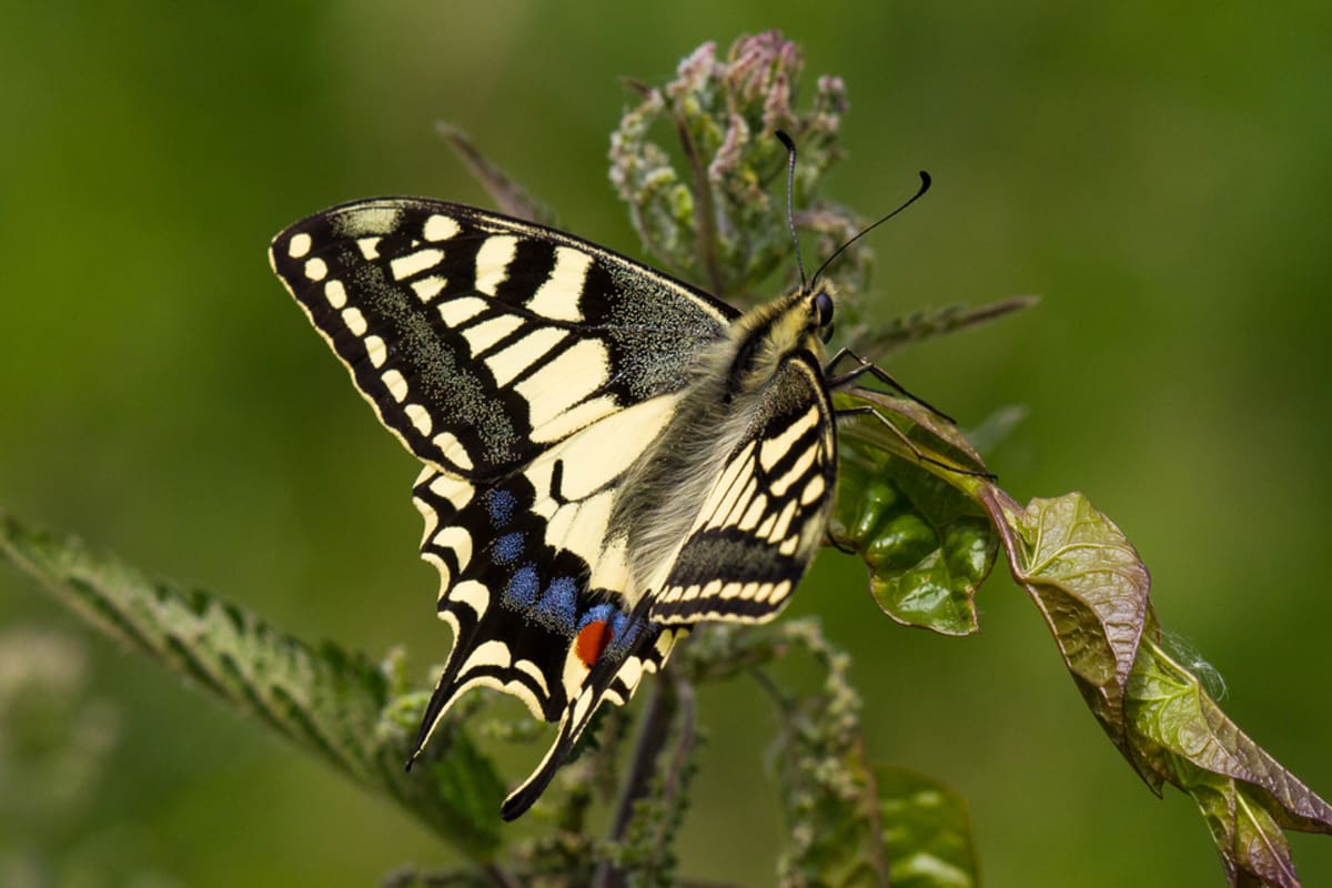 England Invests £60M to Save 350+ Endangered Species - Image 2