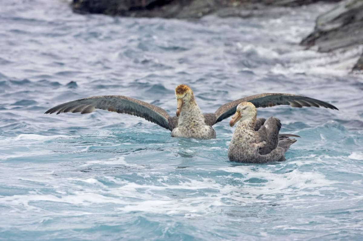 Australian Farmers Unite to Protect Flocks from Bird Flu - Image 4