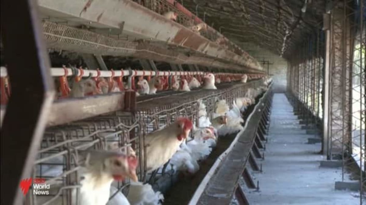 Australian Farmers Unite to Protect Flocks from Bird Flu - Image 3