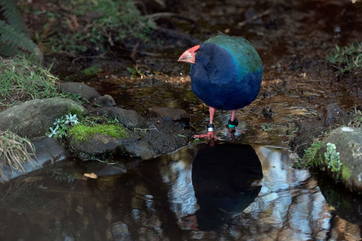 New Zealand Vaccinates 196 Rare Birds Against Bird Flu - Image 3