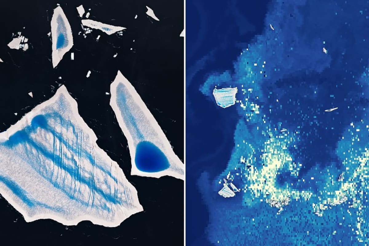 Giant Iceberg Sparks Massive Life Bloom in Atlantic Ocean