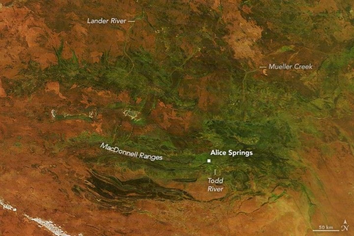 Australia's Red Desert Turns Green After Record Rain - Image 5