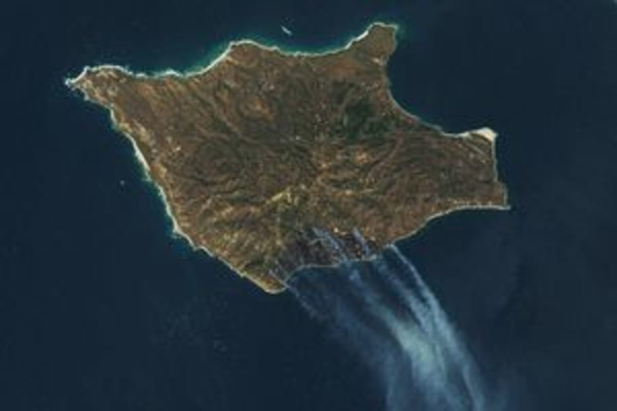 Rare Torrey Pines Survive California Island Wildfire - Image 3