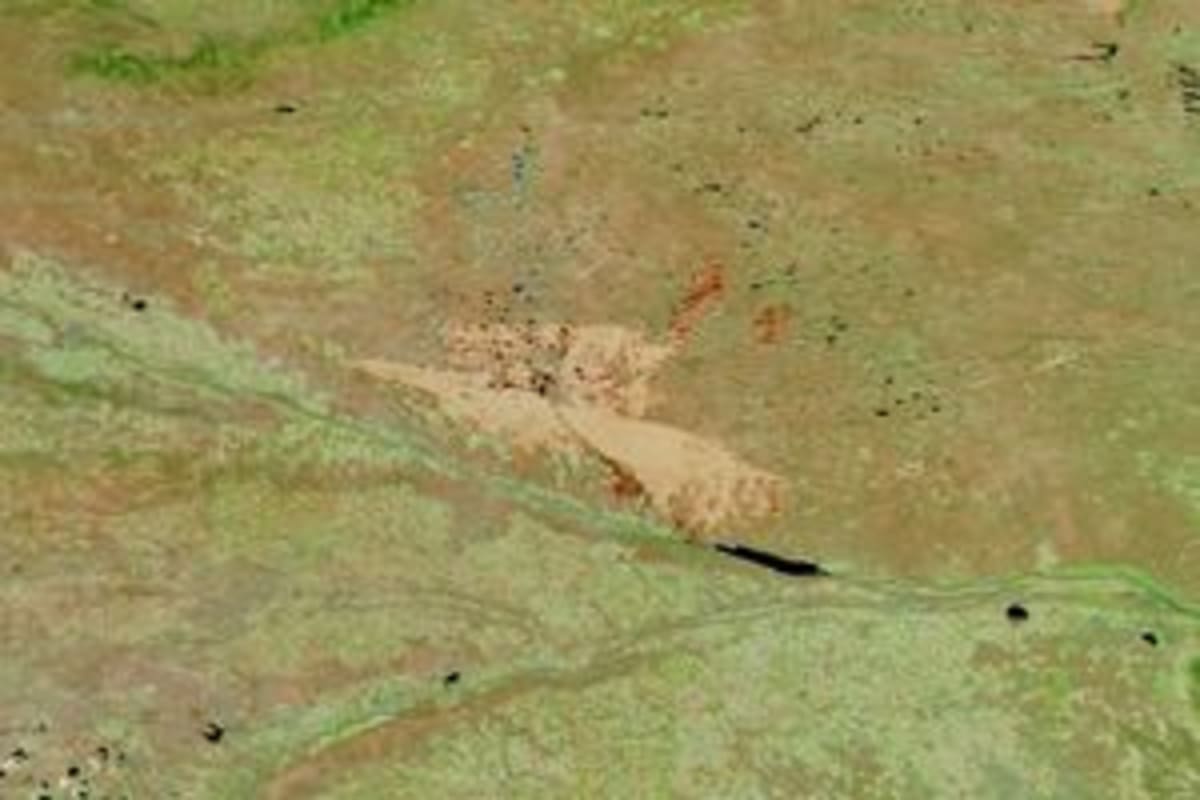 Rare Torrey Pines Survive California Island Wildfire - Image 4