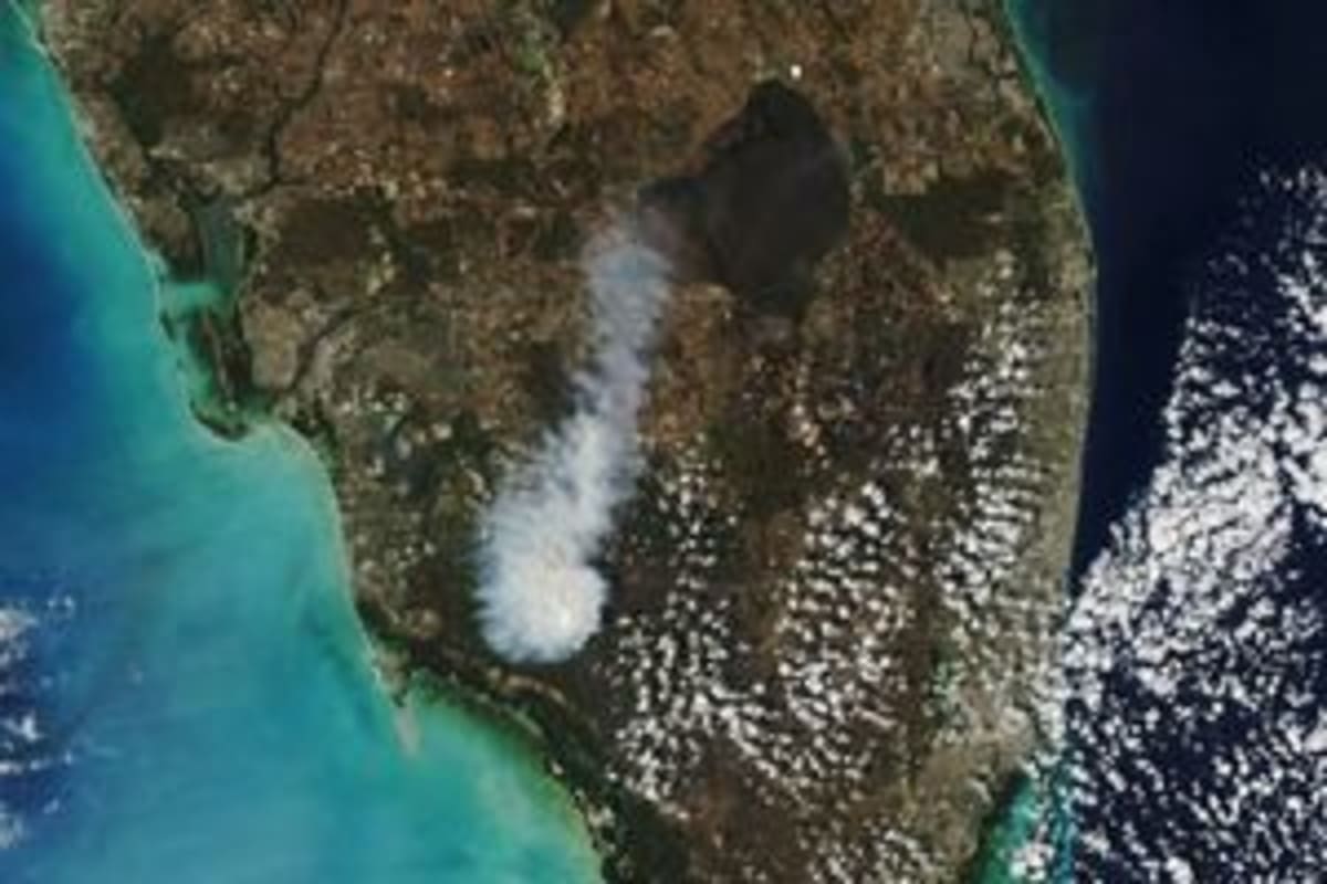 Rare Torrey Pines Survive California Island Wildfire - Image 5
