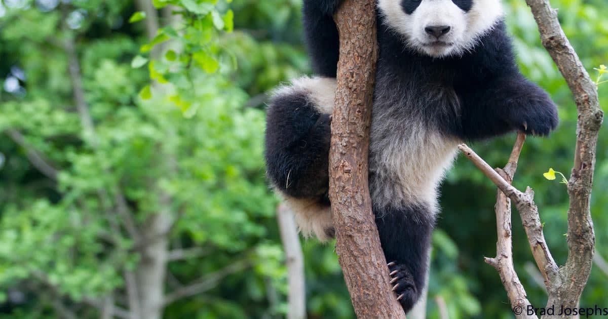 ** Giant panda eating bamboo in misty mountain forest in China