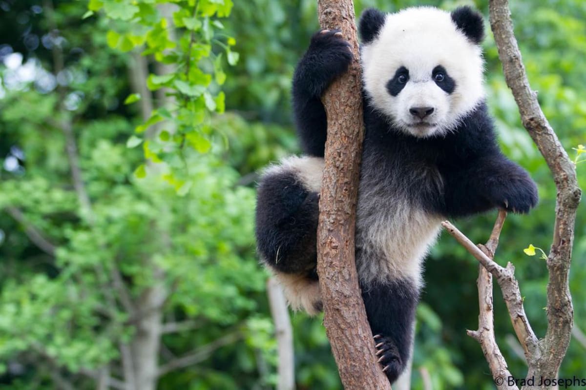 Giant Pandas Rebound From Near Extinction in China - Image 2