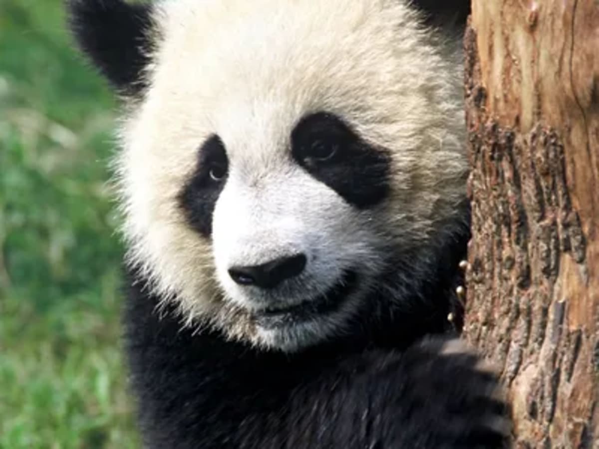 Giant Pandas Rebound From Near Extinction in China - Image 3