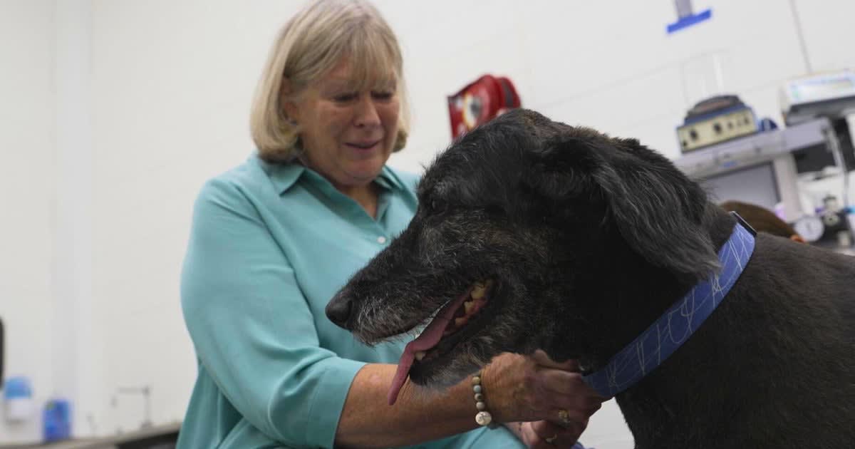 Researcher examining a large mixed-breed dog during cognitive testing at veterinary clinic