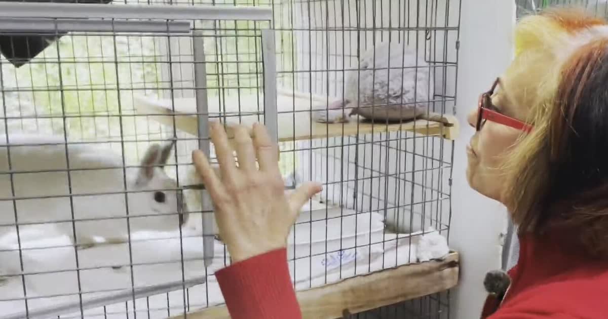 White rescue rabbit eating fresh greens at SaveABunny shelter in Mill Valley California