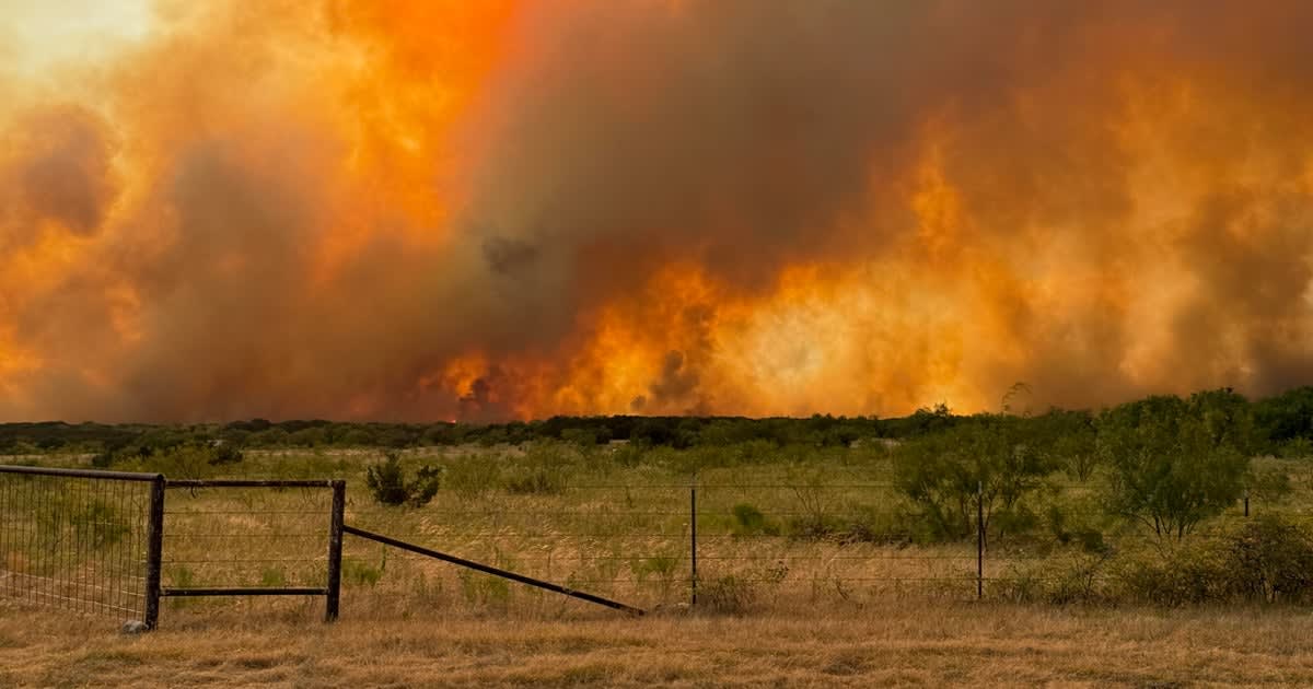 Volunteer Garrett Duvall treating injured livestock in burned Texas ranchland after Ross Fire