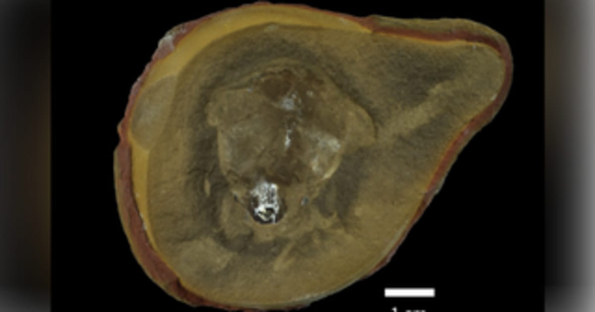 Ancient white fossilized remains of prehistoric nautilus creature found in Illinois rock formation