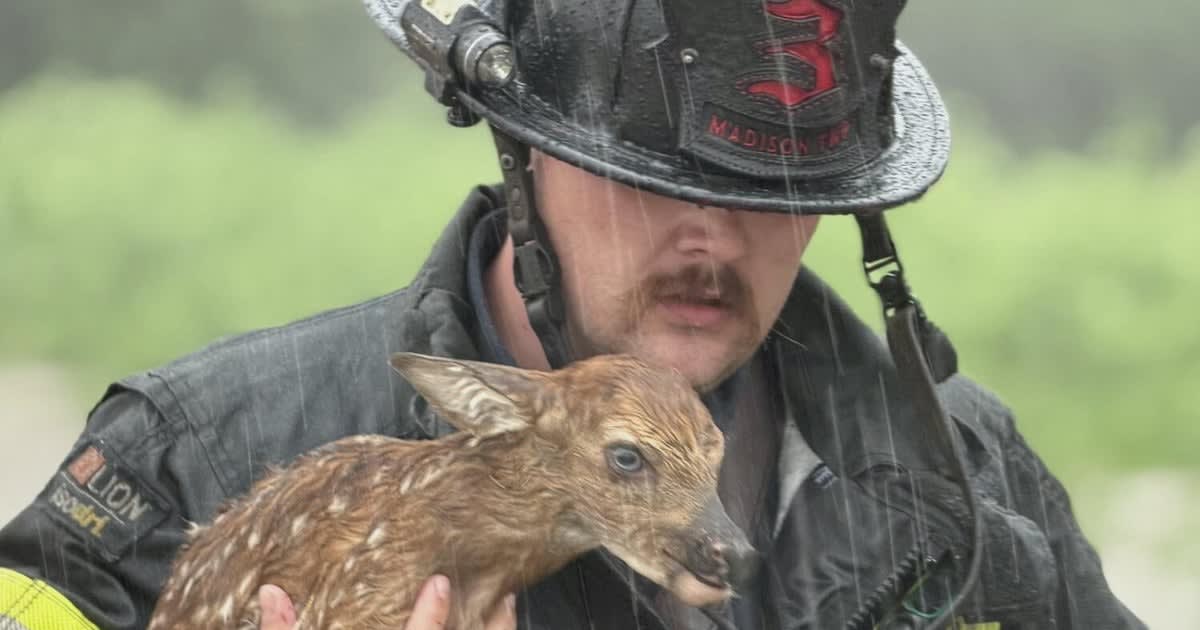 Indiana Firefighters Save Baby Deer From Rising Floodwaters