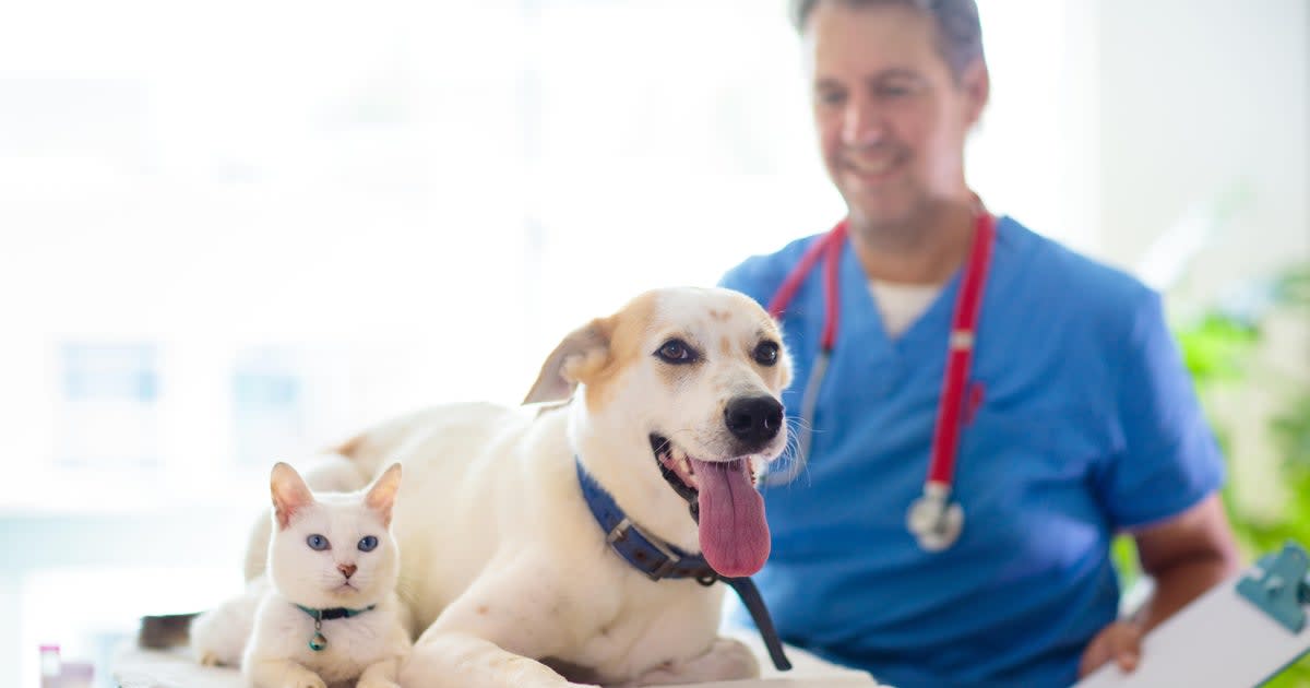 FDA Approves First Drug to Fight Flesh-Eating Parasites in Pets
