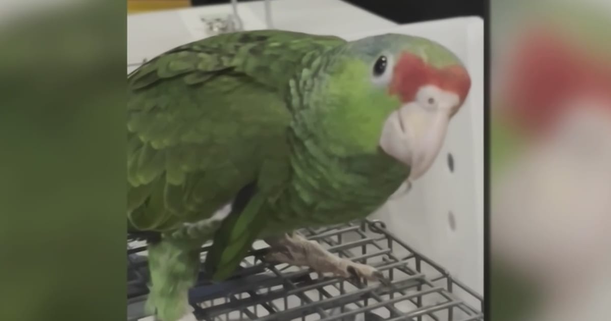 Baltimore Rescues Save 367 Birds from Pet Shop Seizure