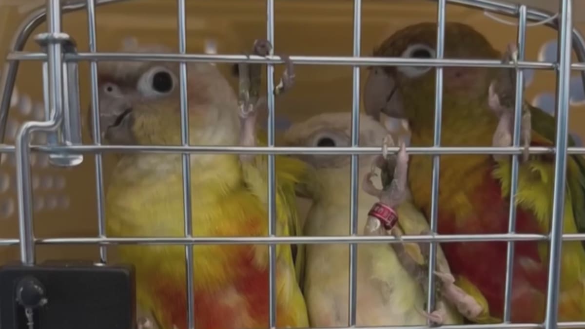 Baltimore Rescues Save 367 Birds from Pet Shop Seizure - Image 3