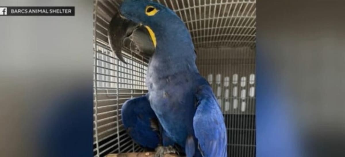 Baltimore Rescues Save 367 Birds from Pet Shop Seizure - Image 2