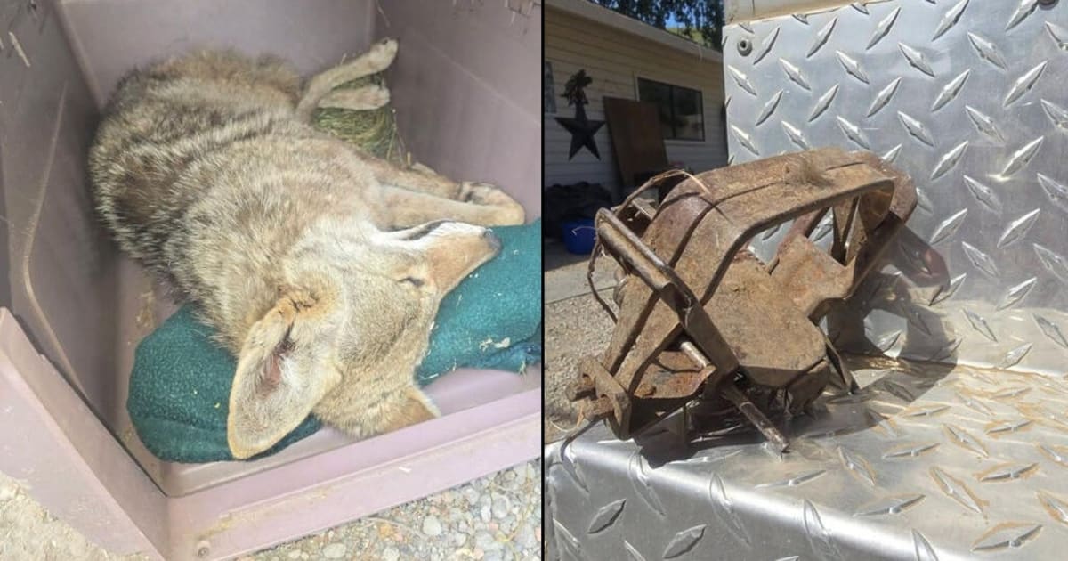 Young coyote being released back into natural habitat after rescue and recovery