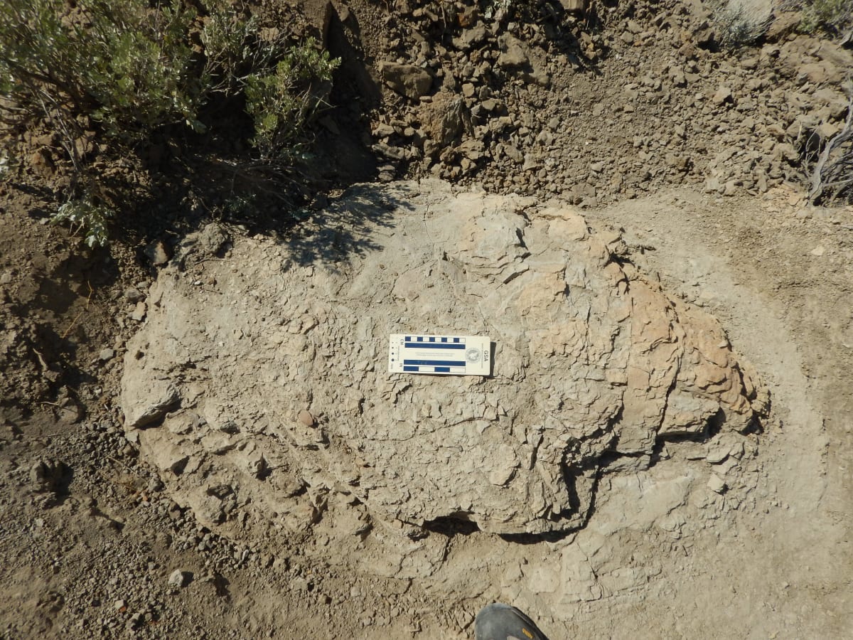 First T. Rex Trackway Found Shows Dinosaur's Final Steps - Image 2