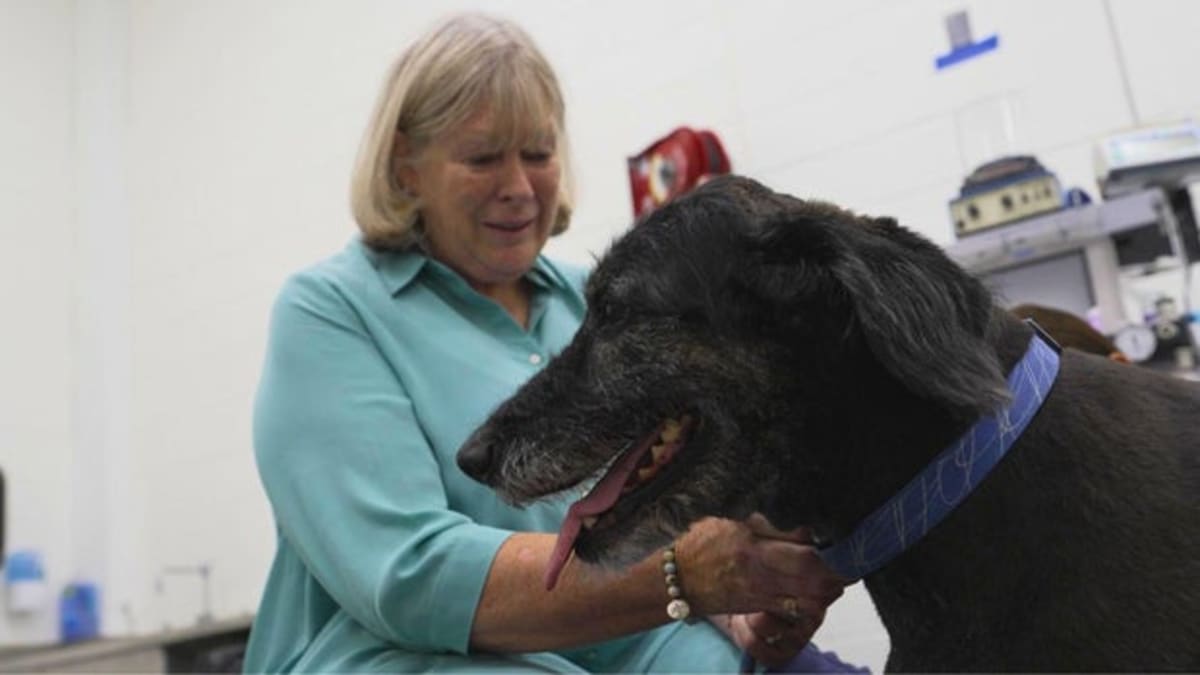 Dog Study Could Unlock Aging Secrets for Humans and Pets - Image 4