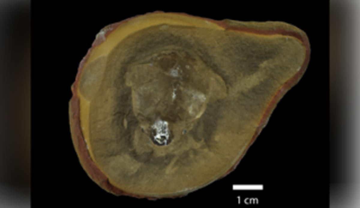 Scientists Solve 300-Million-Year-Old Octopus Mystery - Image 2
