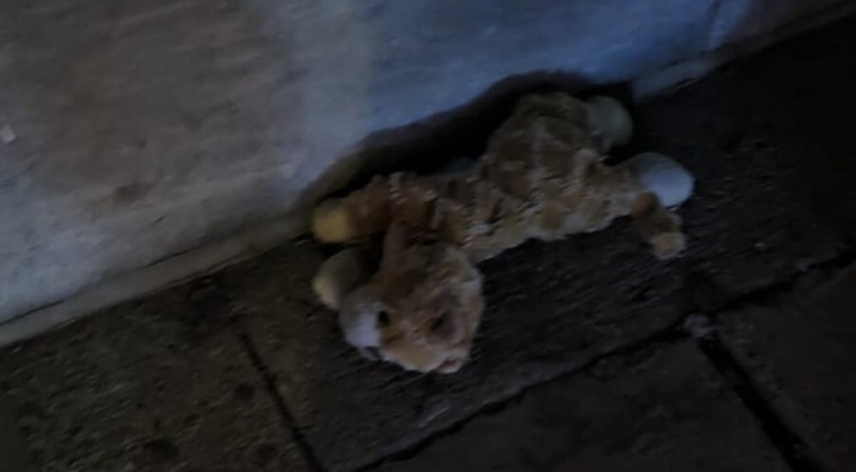 Lost Stuffed Cat Found After Boston Marathon Search - Image 2