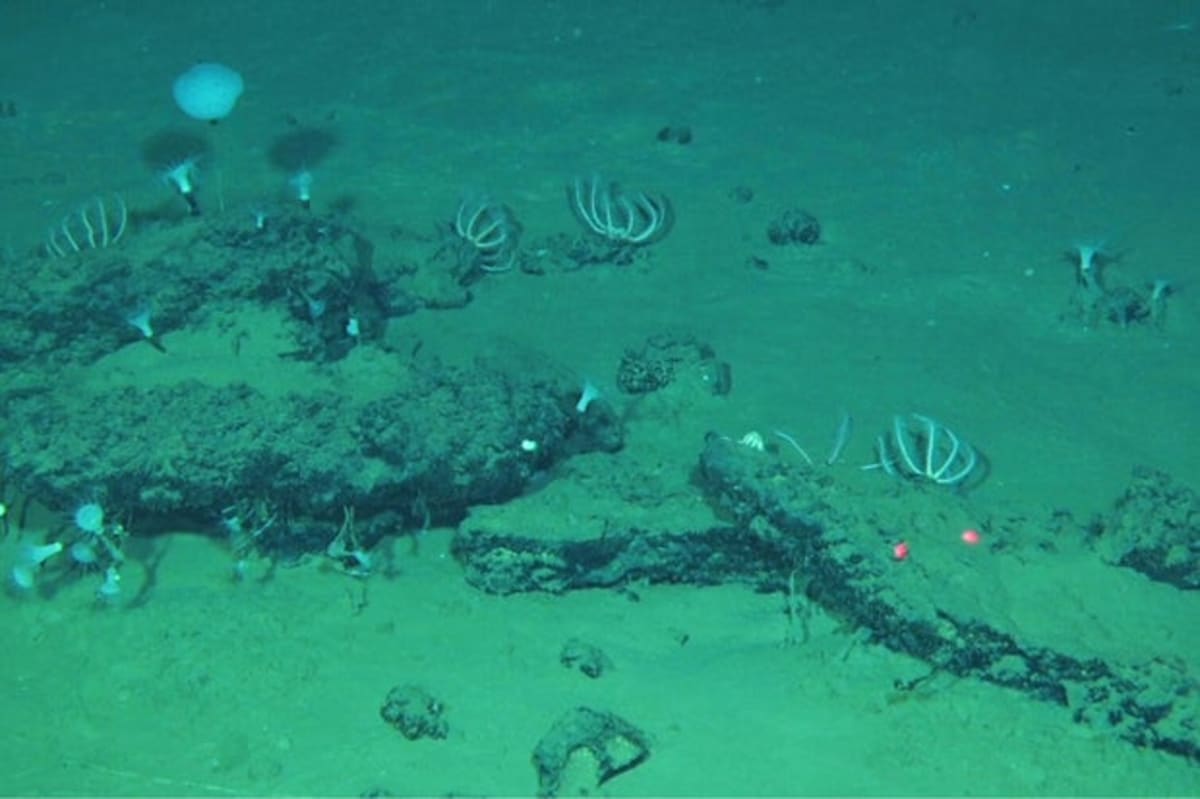 World's Largest Whale Graveyard Found in Indian Ocean - Image 3
