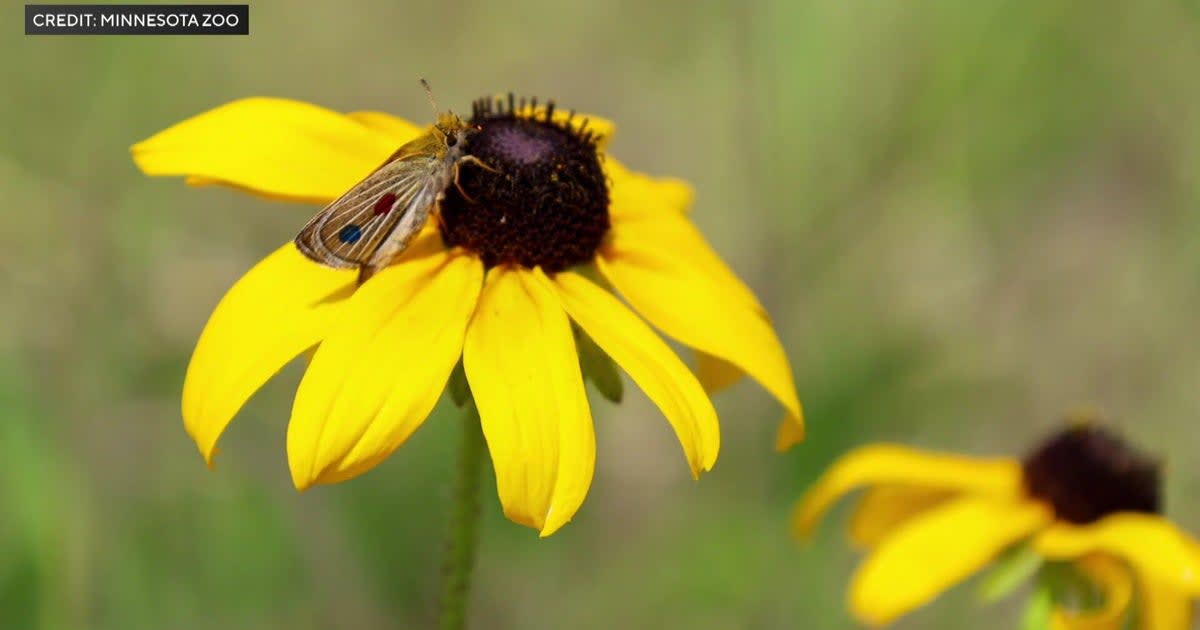 1,500 Endangered Butterflies Ready for Release in Minnesota