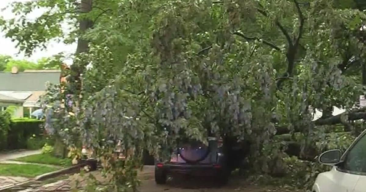 Evanston Woman Helps Tree Crash Victim During Storm