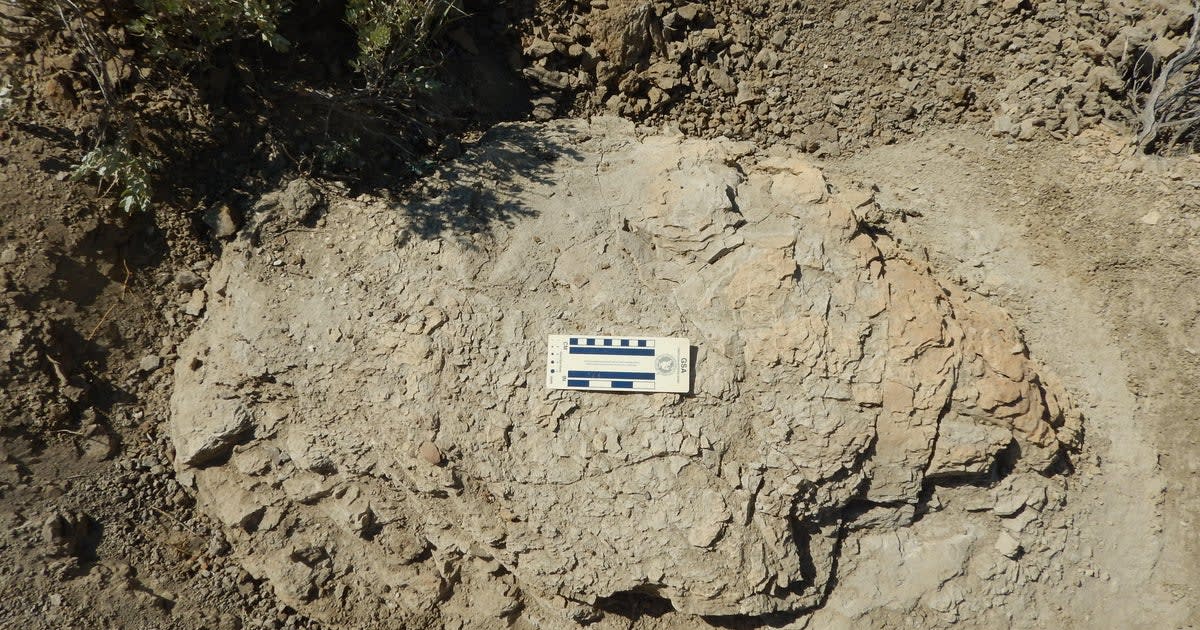 First T. Rex Trackway Found Shows Dinosaur's Final Steps