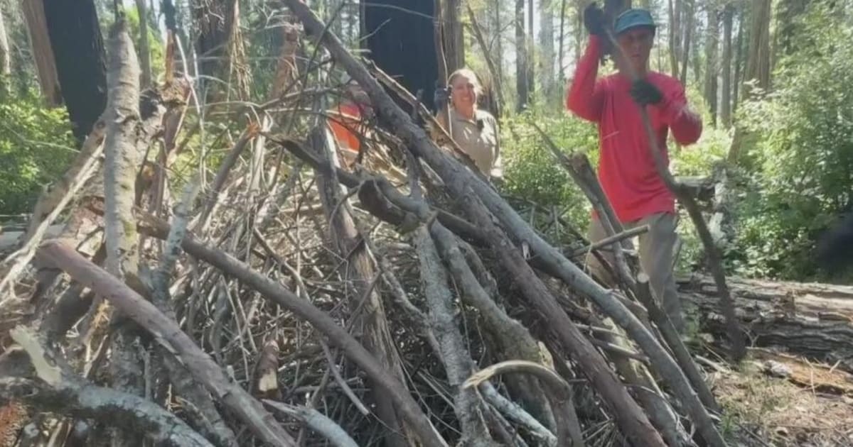 Volunteers Clear Santa Cruz Forest After 86,000-Acre Fire
