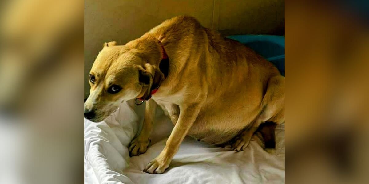 Sweet Caroline, a tan rescue dog, rests peacefully with her nine newborn puppies
