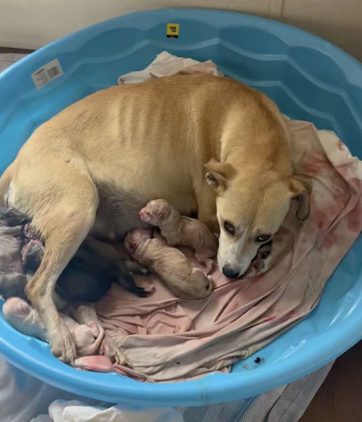 Mississippi Rescue Saves Pregnant Dog and 9 Puppies - Image 4
