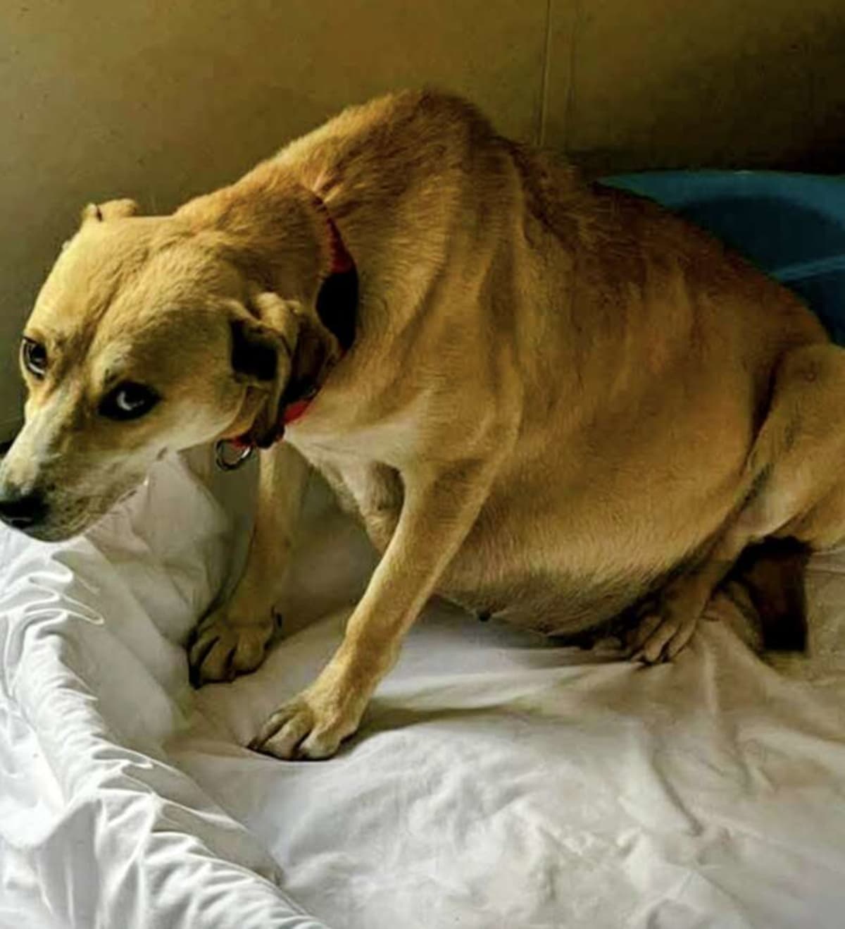 Mississippi Rescue Saves Pregnant Dog and 9 Puppies - Image 2