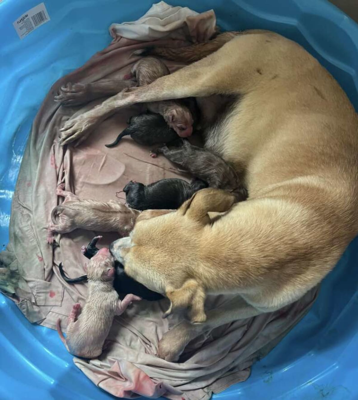 Mississippi Rescue Saves Pregnant Dog and 9 Puppies - Image 3