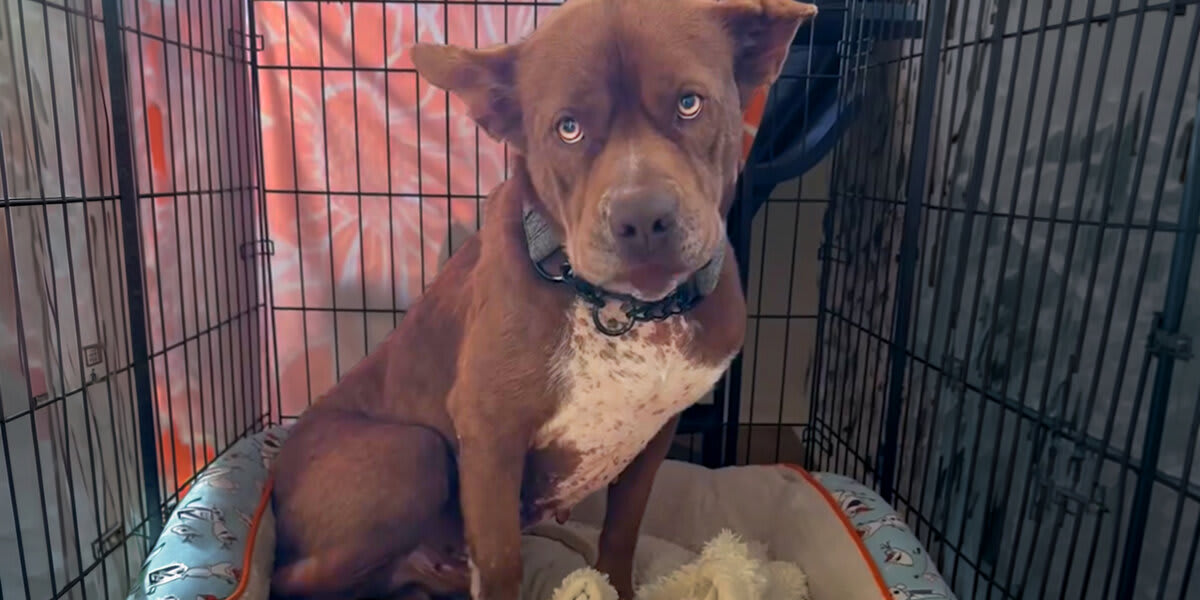 Sick Pit Bull Gets Second Chance at Recovery and Love