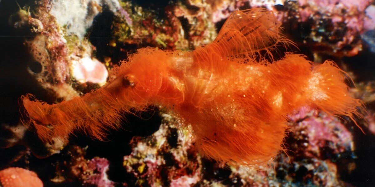 Orange hairy-looking ghost pipefish with long snout and shaggy filaments swimming near coral reef