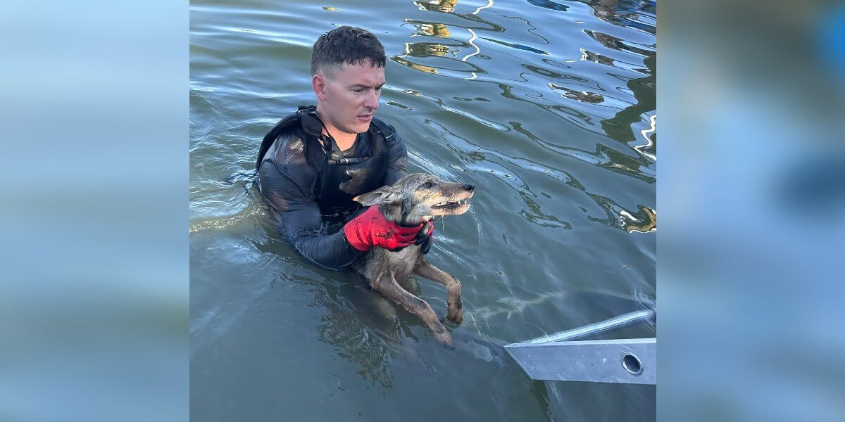 Florida Firefighters Rescue Drowning Coyote Pup From Lake