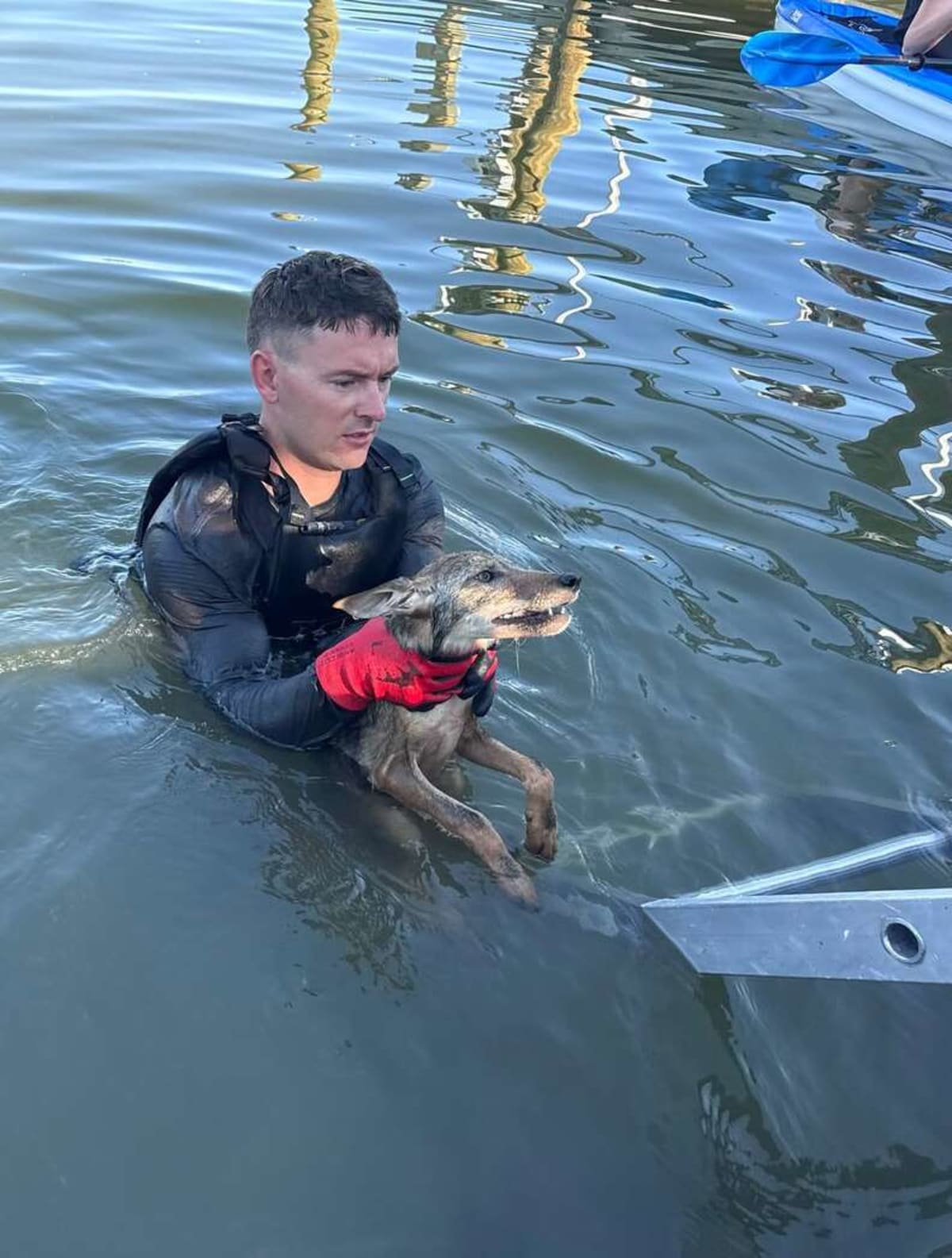 Florida Firefighters Rescue Drowning Coyote Pup From Lake - Image 5