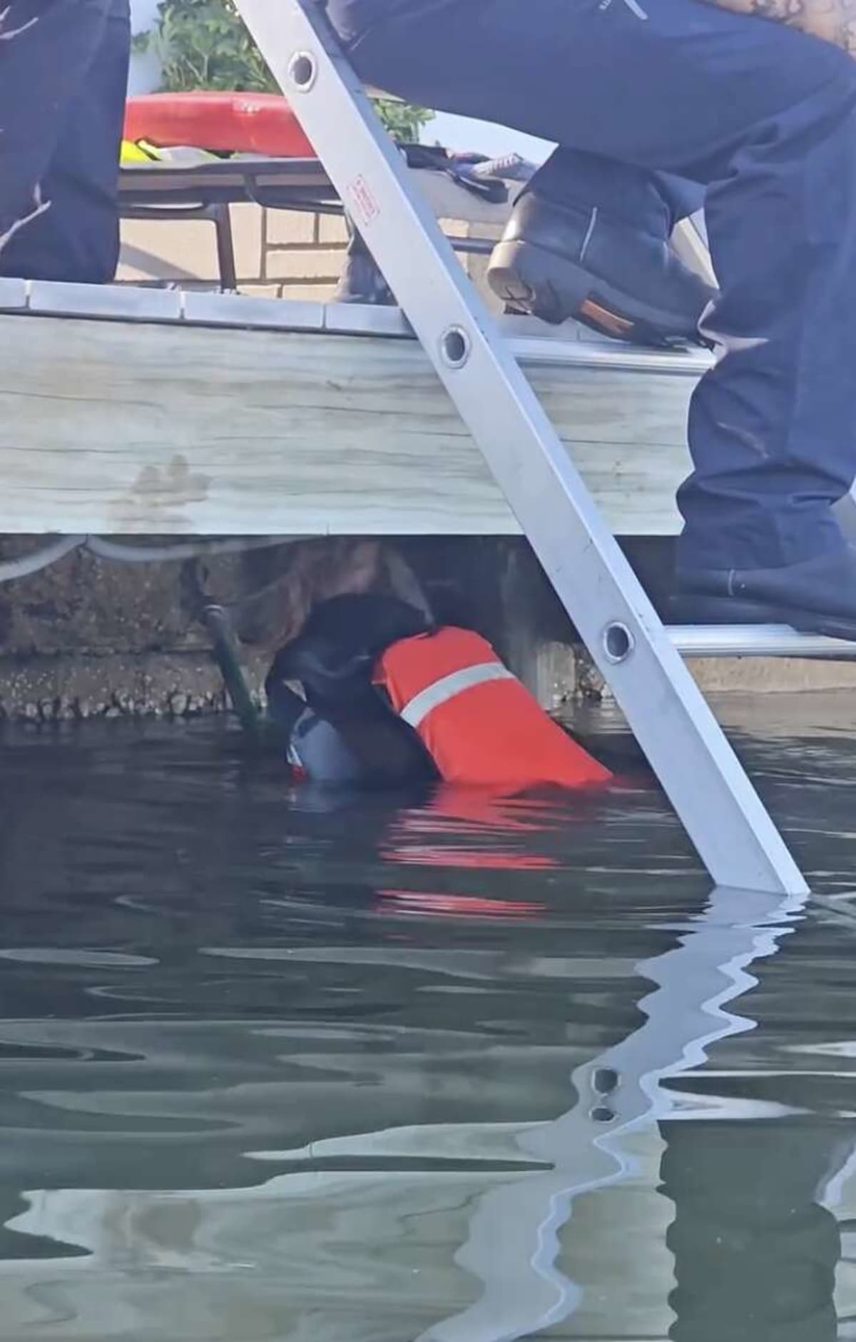 Florida Firefighters Rescue Drowning Coyote Pup From Lake - Image 2