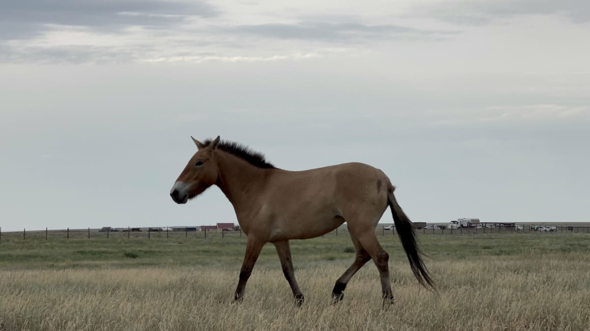 Przewalski's horse standing in Kazakhstan steppe grassland showing distinctive striped mane and stocky build