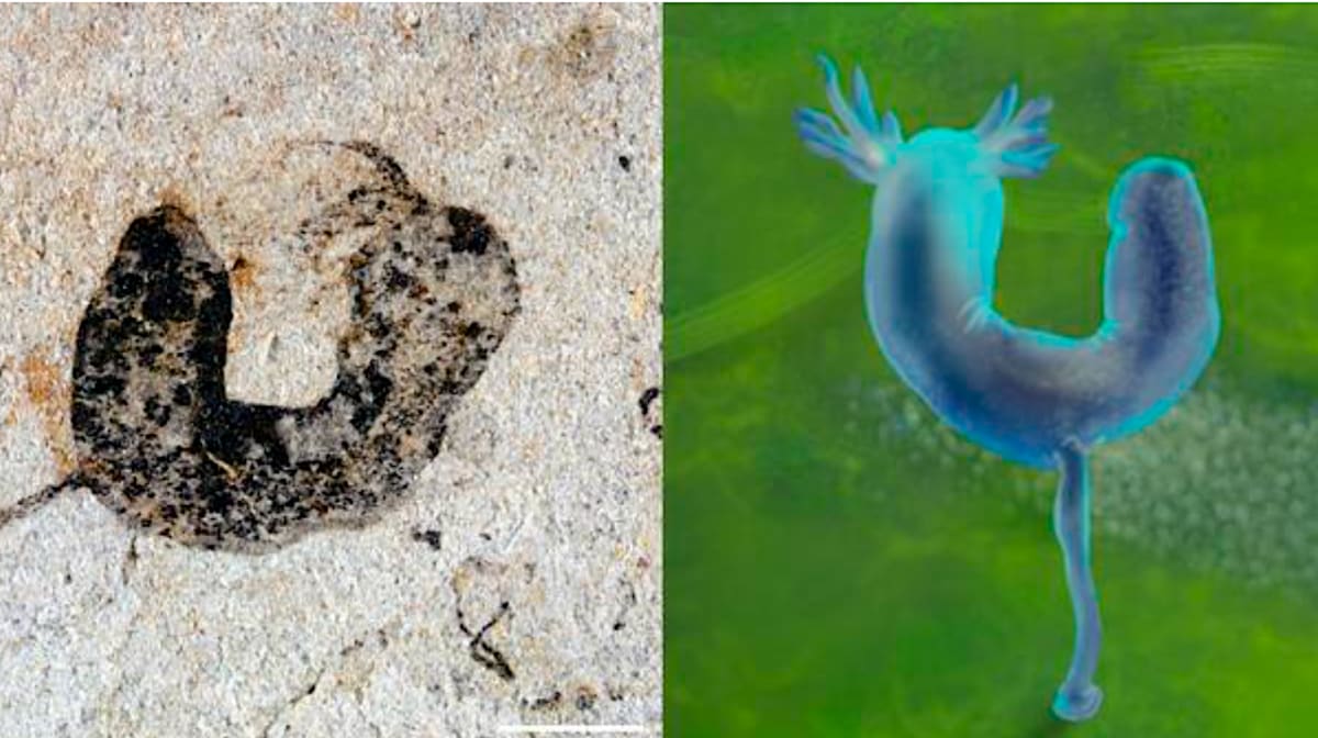 Ancient deuterostome fossil and artistic reconstruction from Jiangchuan Biota showing tentacled creature with stalk