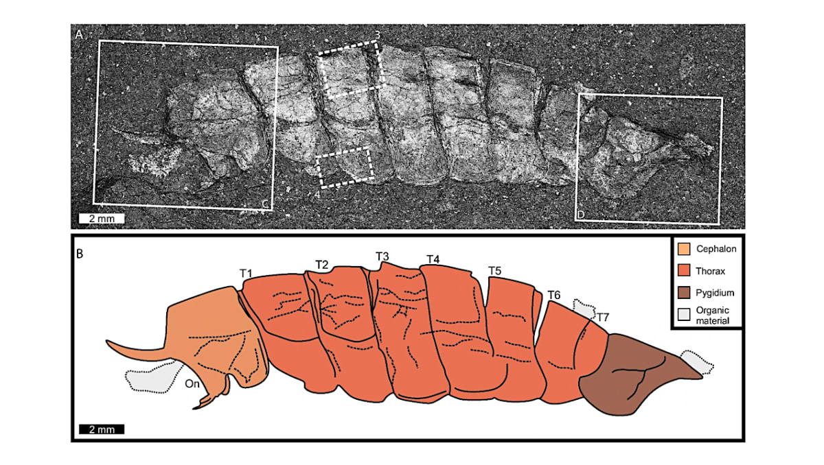 500-Million-Year-Old Fossil Fills Gap in Evolution Story
