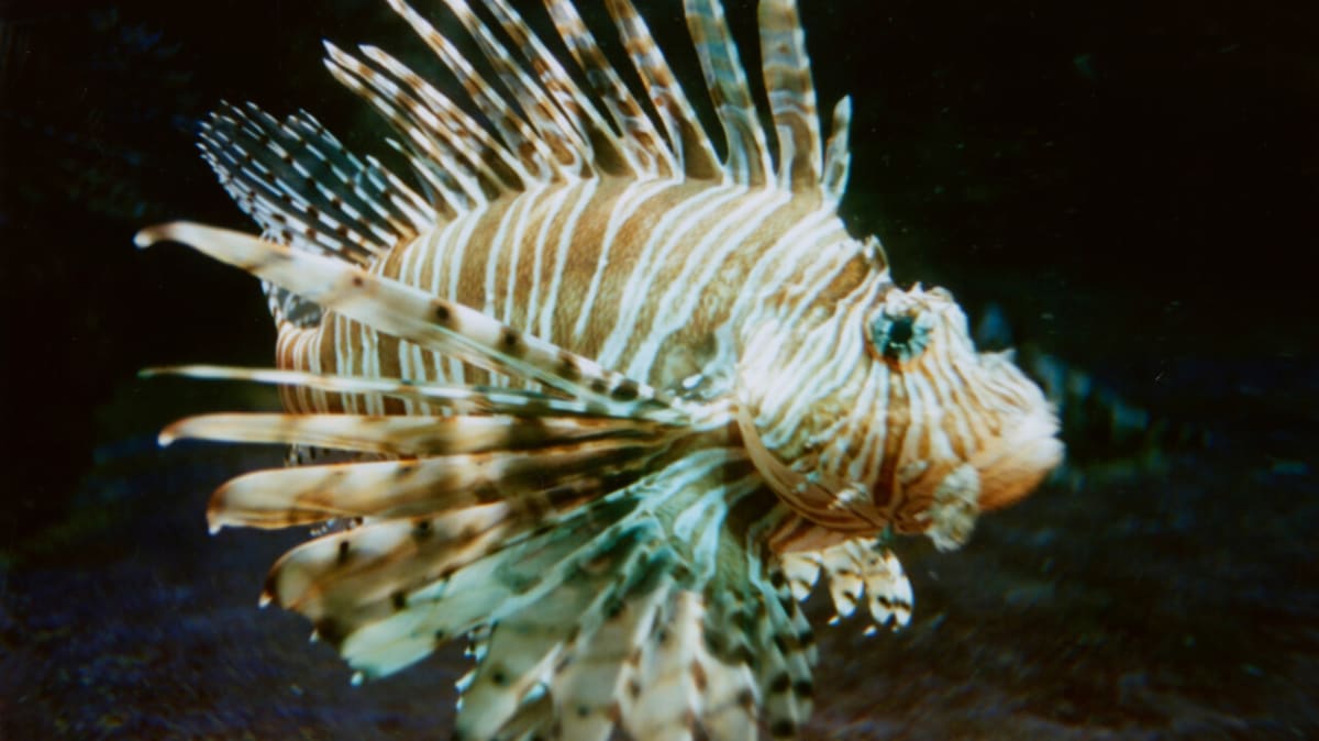 ** Freediver Natalie Price holding spear with freshly caught striped lionfish in Bermuda waters
