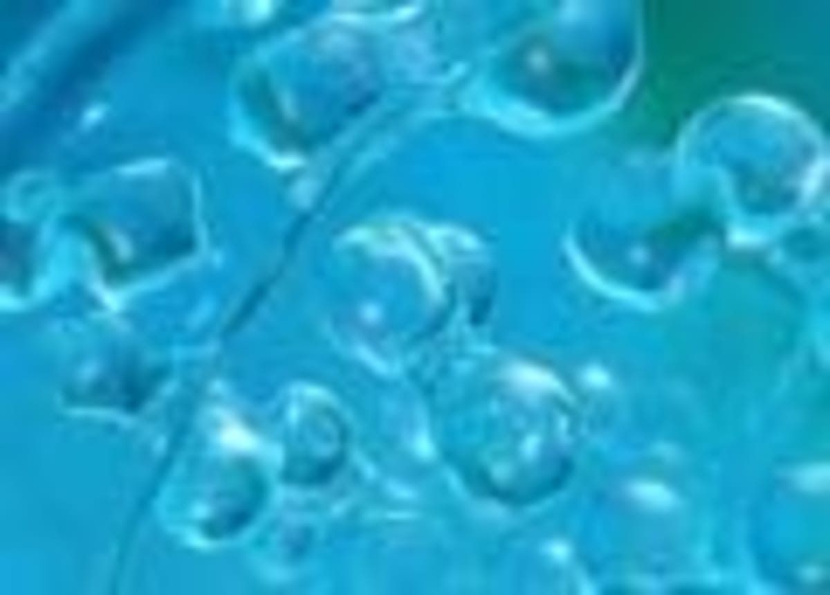 Africa Launches Green Hydrogen Investment Platform - Image 4