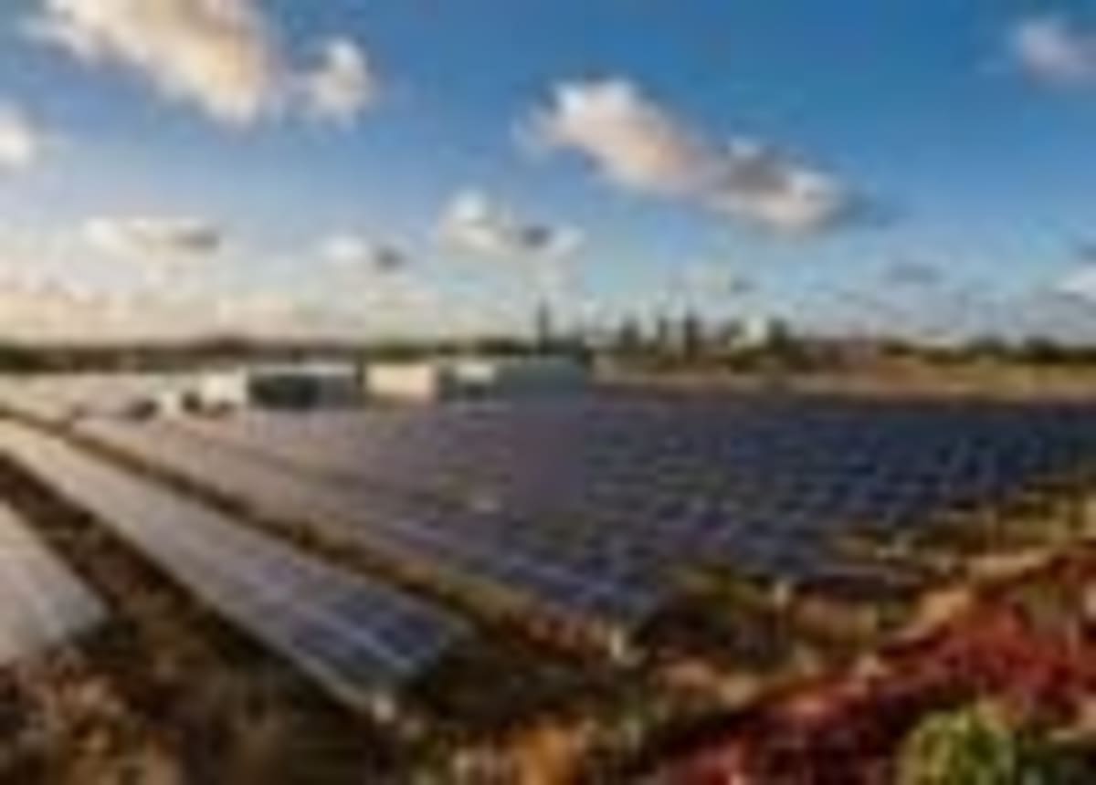 German Solar Farm Becomes Sanctuary for Endangered Larks - Image 2