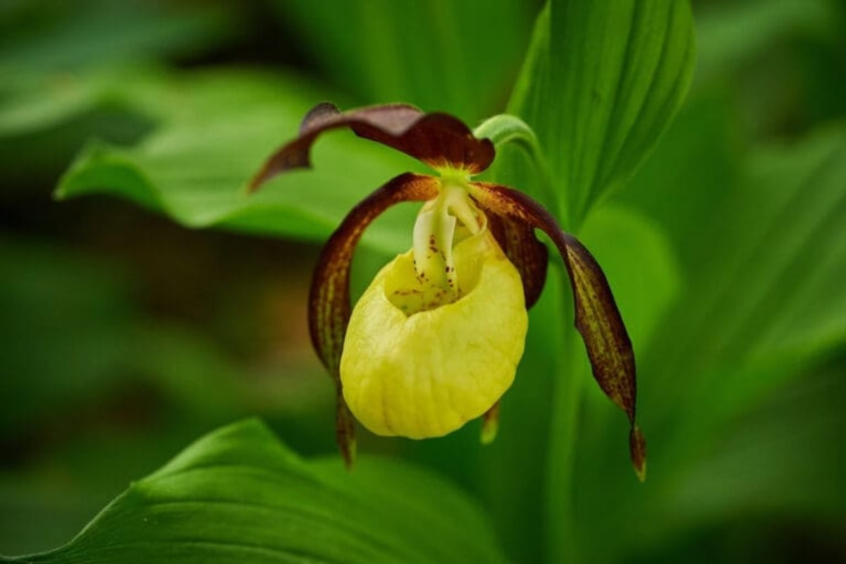 Chester Zoo Gets £60M to Save Britain's Rarest Species - Image 2