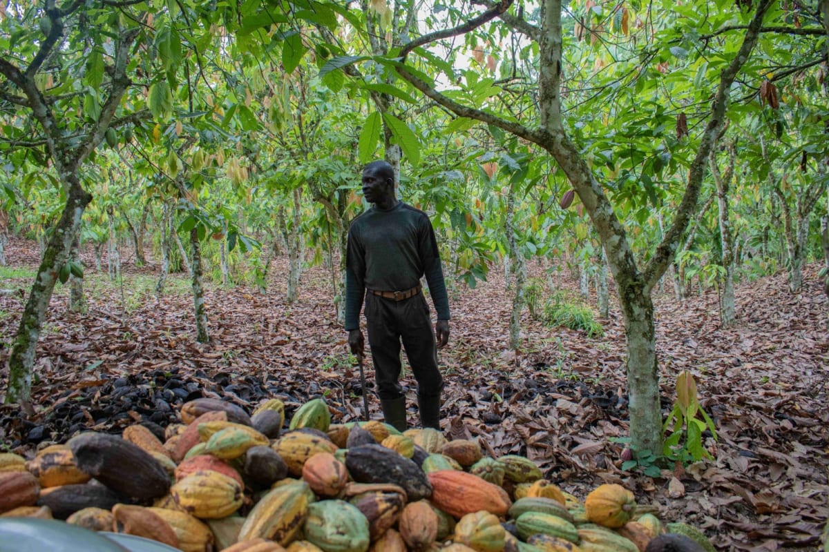 Ghanaian farmers working in green agricultural fields with modern farming equipment and tools